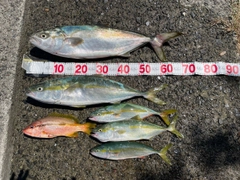 ハマチの釣果