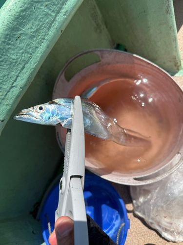 タチウオの釣果