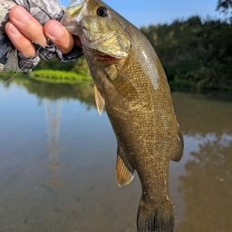 スモールマウスバス