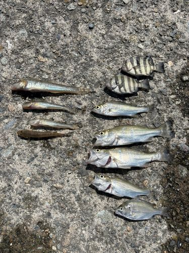 マハゼの釣果