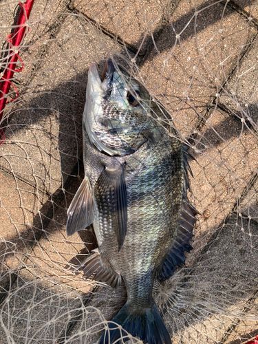 クロダイの釣果