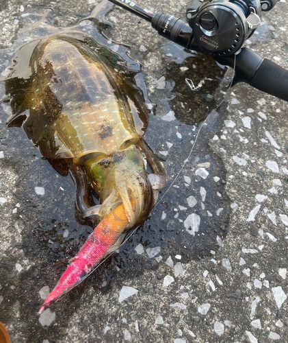 アオリイカの釣果