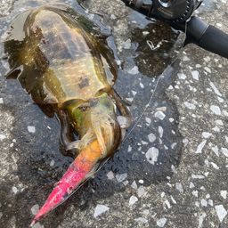 アオリイカ