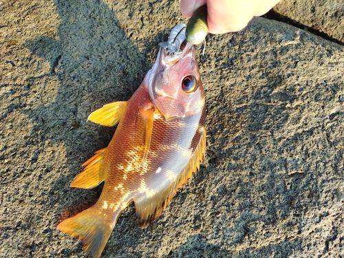シブダイの釣果
