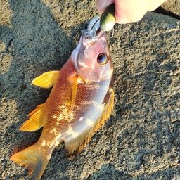 シブダイ