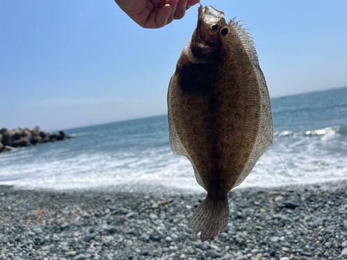 ソゲの釣果