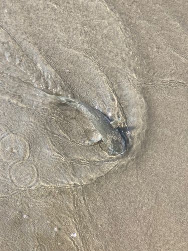 ボラの釣果