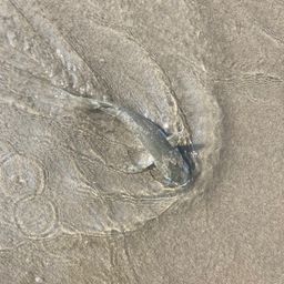 ボラ