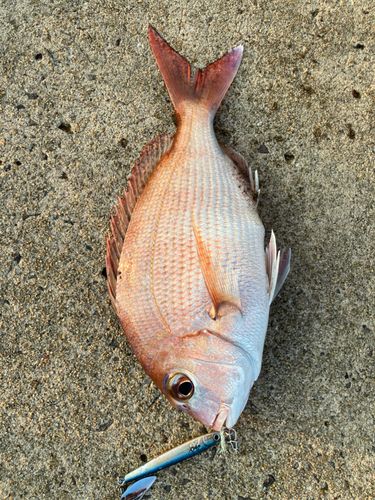 マダイの釣果