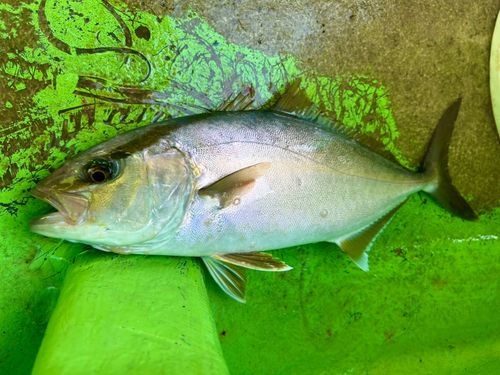 ショゴの釣果