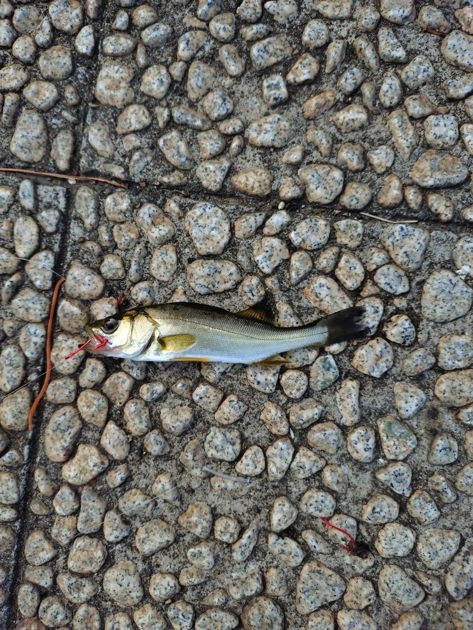 セイゴ（マルスズキ）