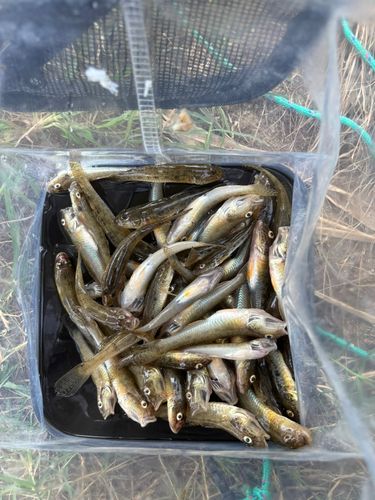 マハゼの釣果