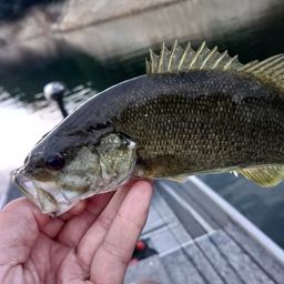 スモールマウスバス