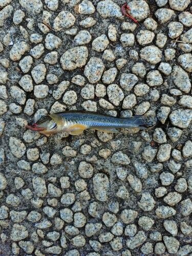 ハゼの釣果