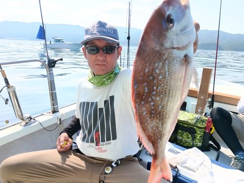 マダイの釣果