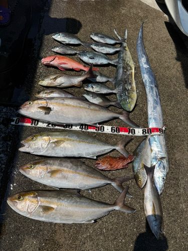 カンパチの釣果