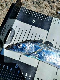 タチウオの釣果