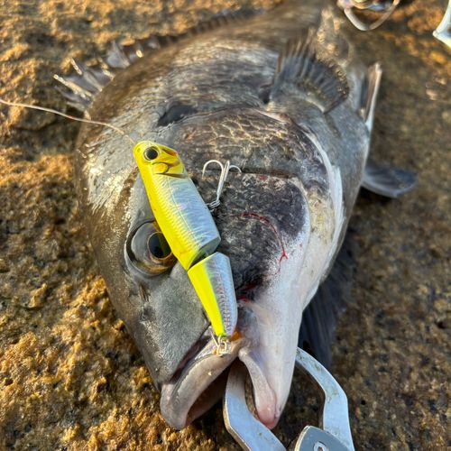 チヌの釣果