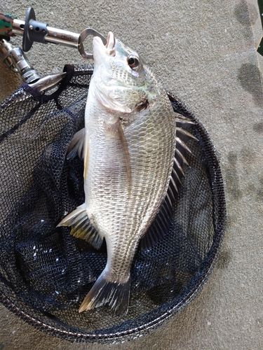 キチヌの釣果