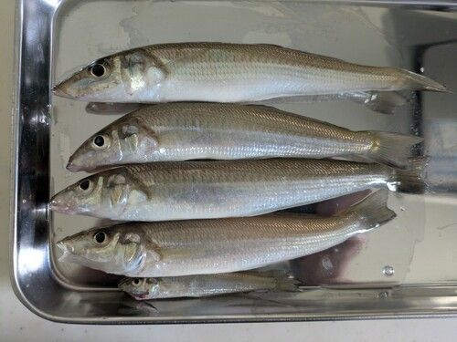 キスの釣果