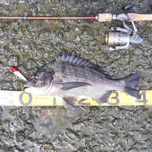 クロダイの釣果
