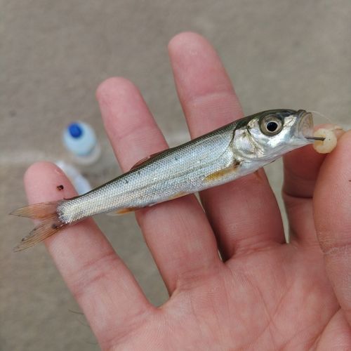 釣果