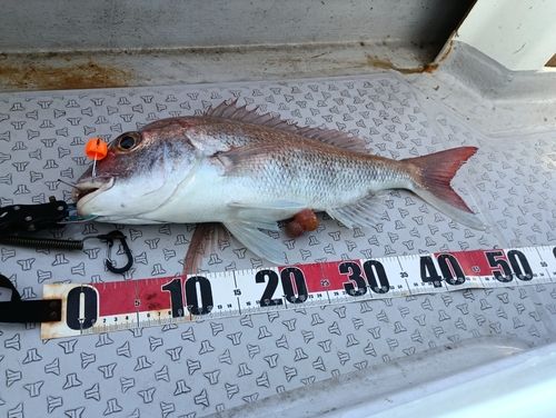 マダイの釣果