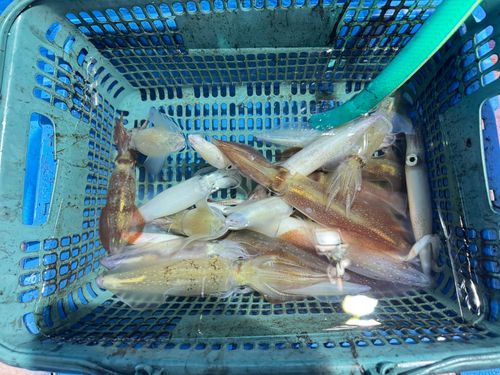 マイカの釣果