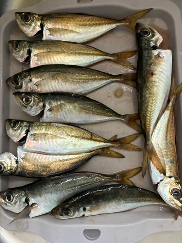 サバの釣果