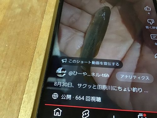 アブラハヤの釣果