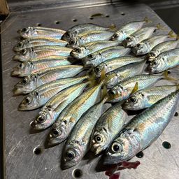 アジ