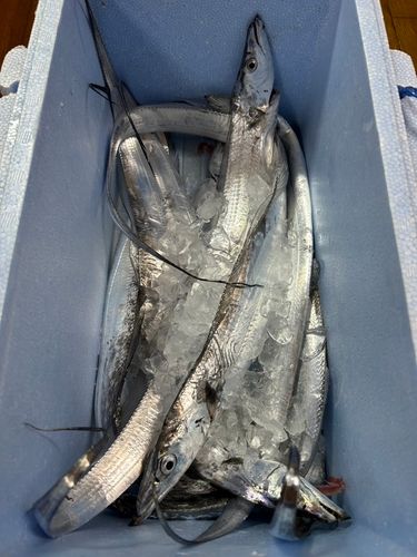 タチウオの釣果