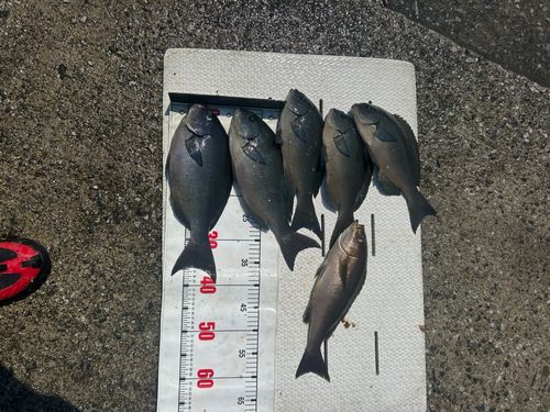 オナガグレの釣果