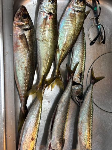 サバの釣果