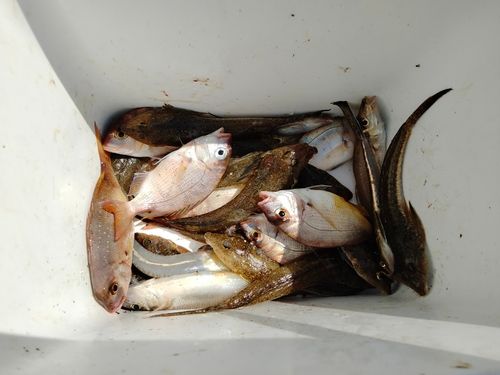 メゴチの釣果