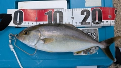 ネリゴの釣果