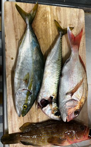 タチウオの釣果