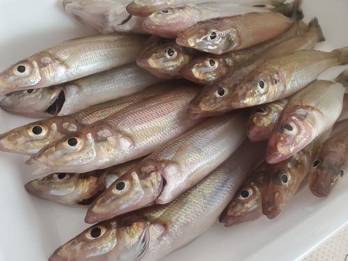 キスの釣果
