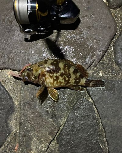 カサゴの釣果
