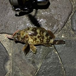 カサゴ