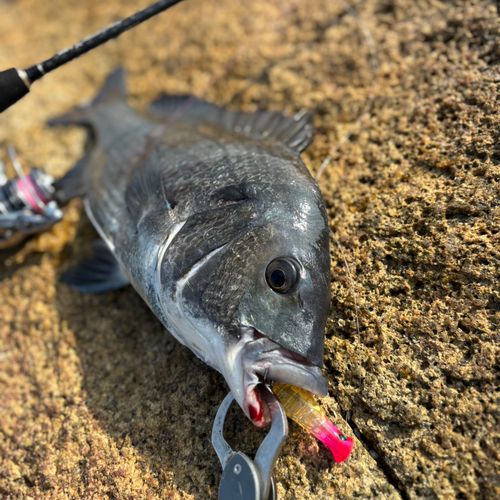 チヌの釣果