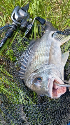 キビレの釣果