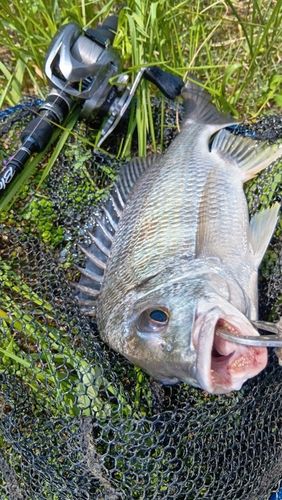 キビレの釣果