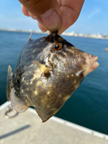 カワハギの釣果