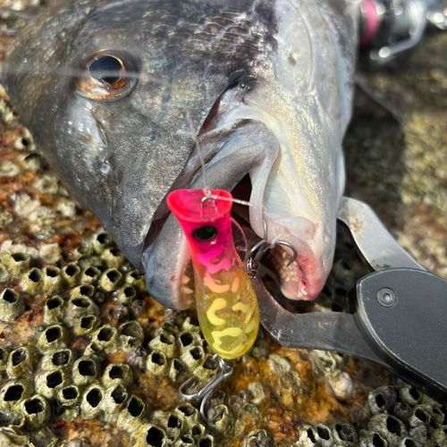 チヌの釣果
