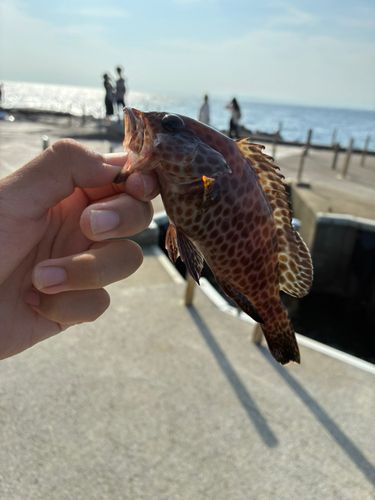 オオモンハタの釣果