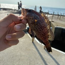オオモンハタ
