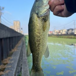 ラージマウスバス