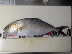 カンパチの釣果