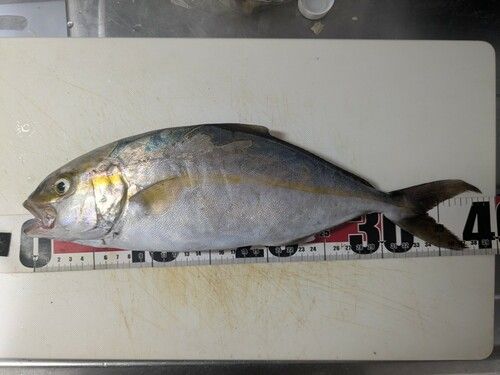 カンパチの釣果